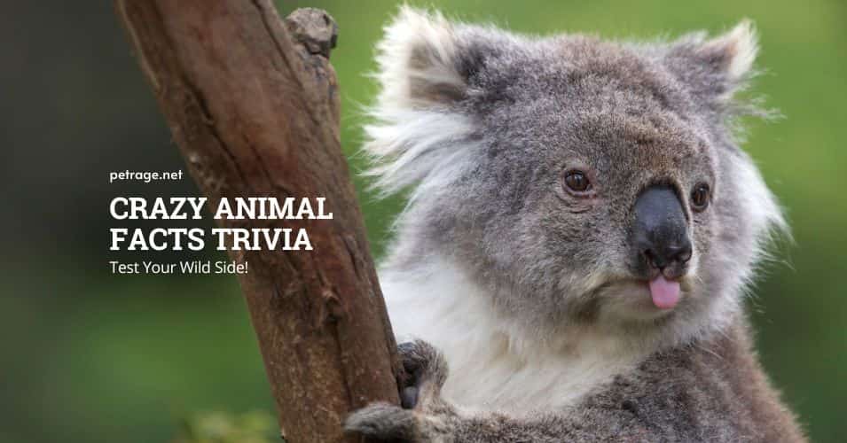 crazy animal facts trivia quiz test your wild side petrage