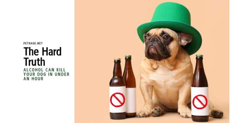 the hard truth alcohol can kill your dog in under an hour petrage