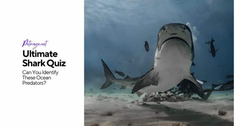 ultimate shark quiz – can you identify these ocean predators petrage