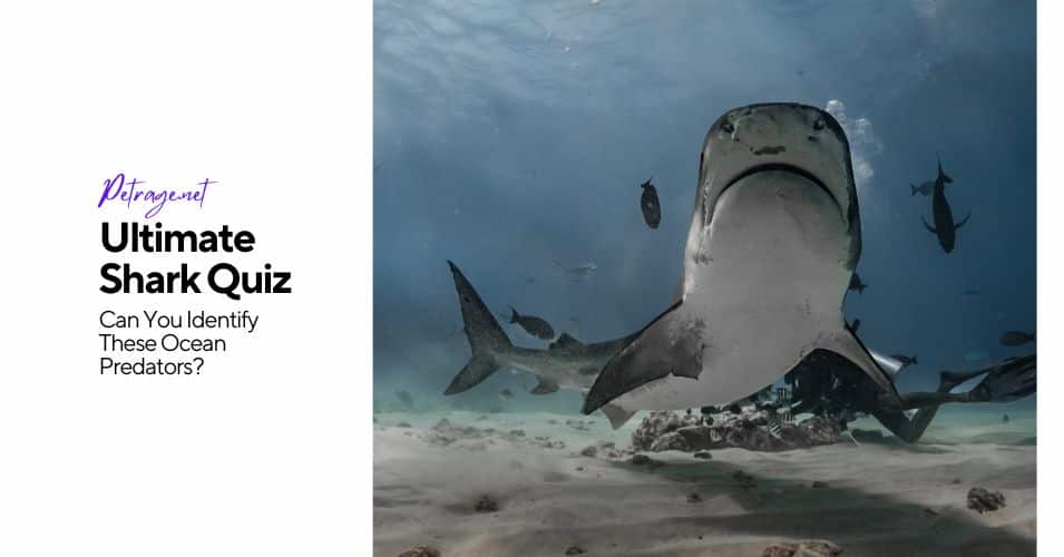 ultimate shark quiz – can you identify these ocean predators petrage