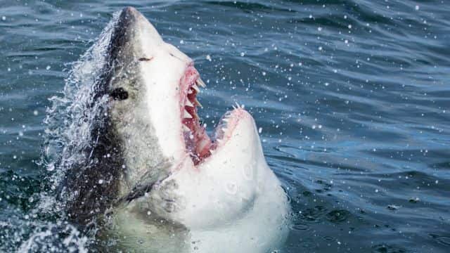 shark quiz topper image