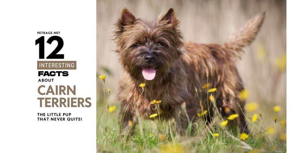 12 interesting facts about cairn terrriers the no quit pup petrage