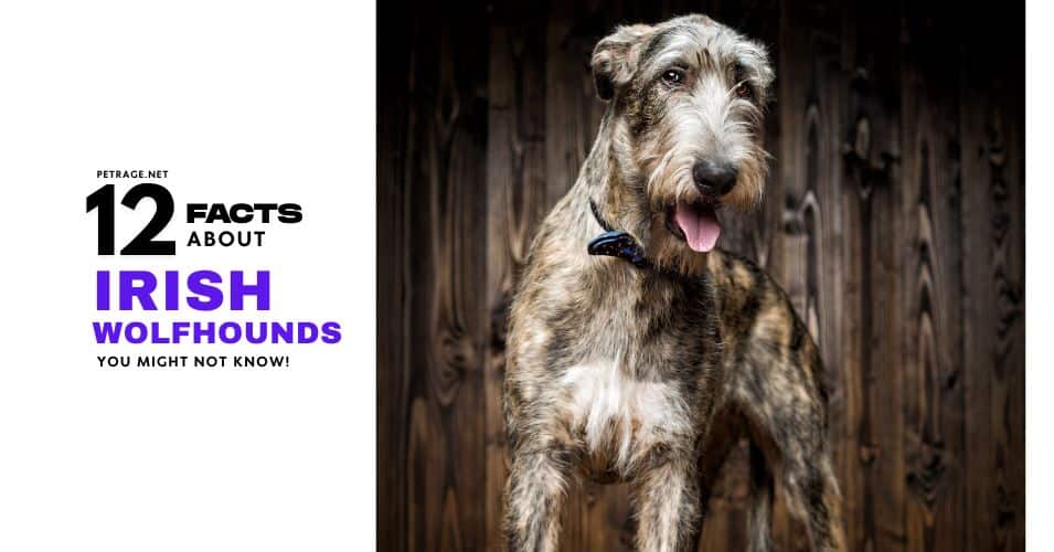 12 interesting facts about the irish wolfhound petrage