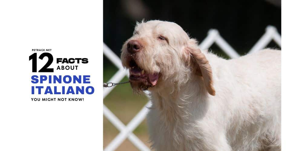 12 interesting facts about the spinone italiano dog breed petrage
