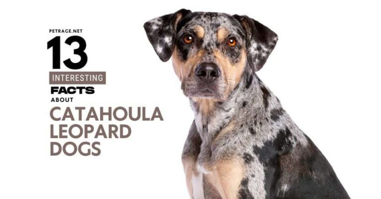 13 facts about the catahoula leopard dogs a lousiana original petrage