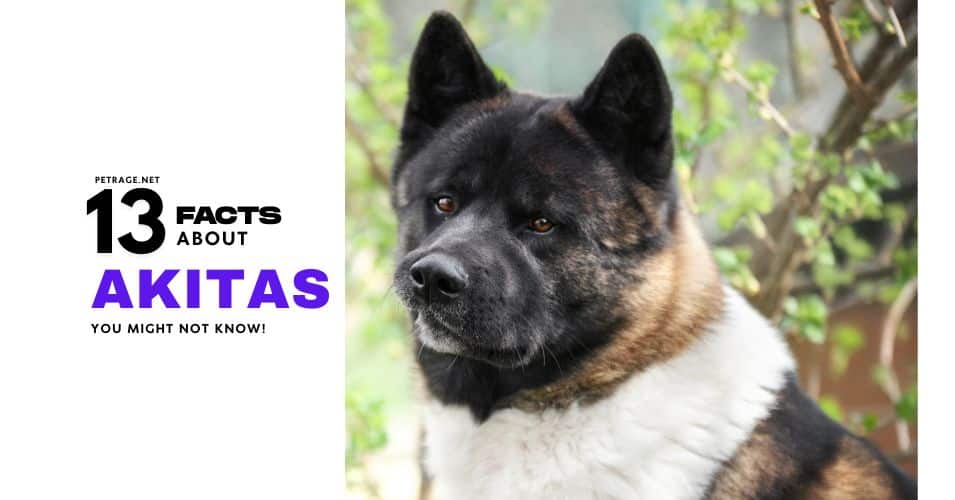 13 interesting facts about akitas petrage