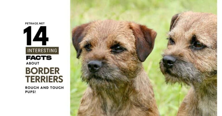14 interesting facts about border terriers a great little dog breed petrage