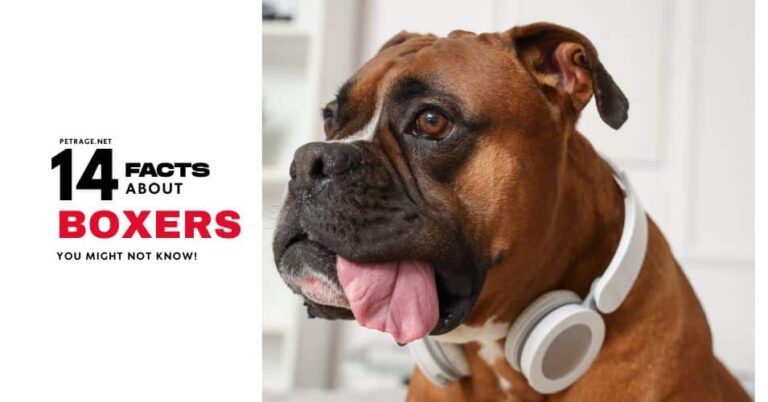 14 interesting facts about boxer dogs petrage
