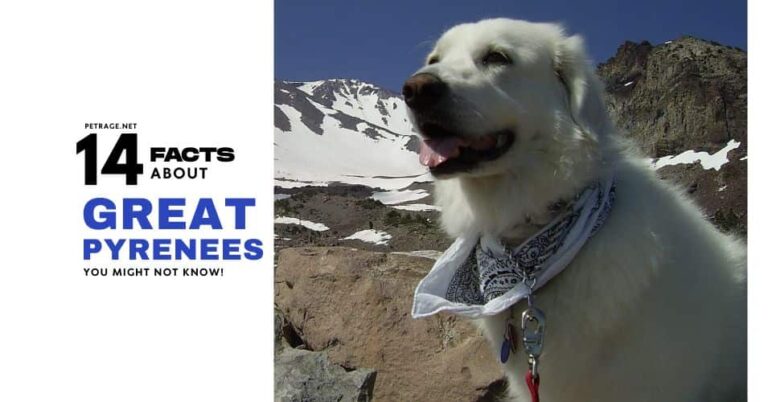 14 interesting facts about the great pyrenees petrage