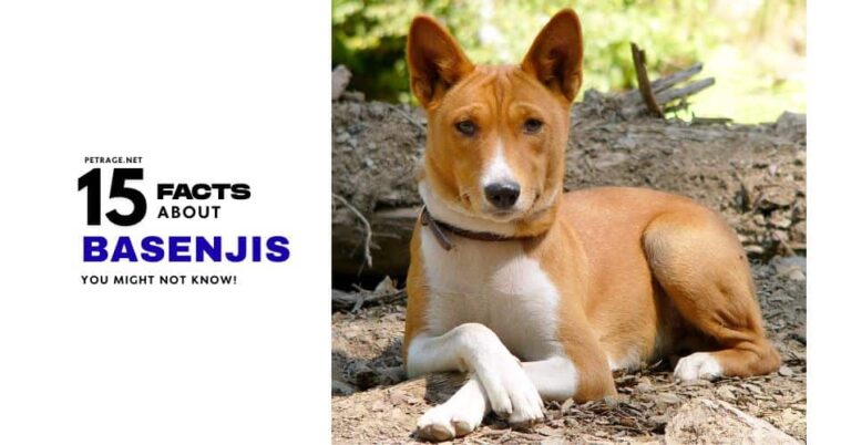 15 interesting facts about basenjis petrage
