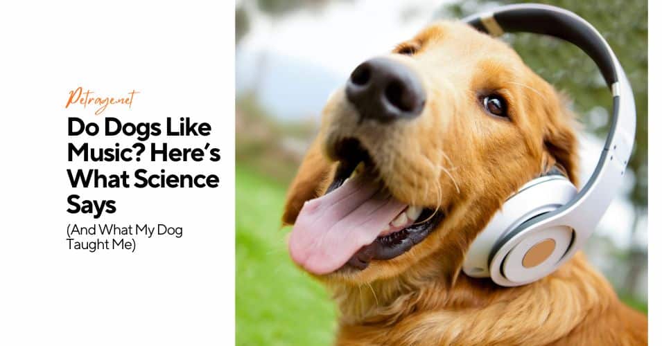 do dogs like music here’s what science says petrage