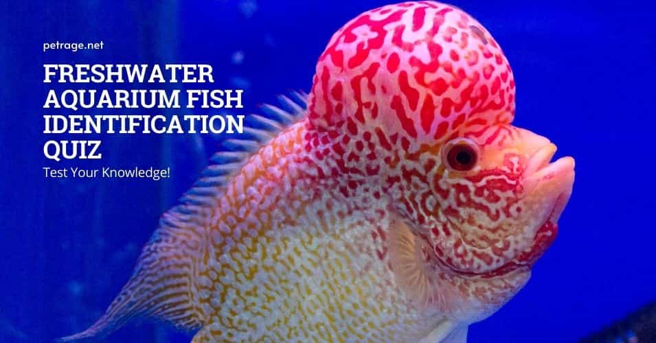 freshwater aquarium fish identification quiz petrage