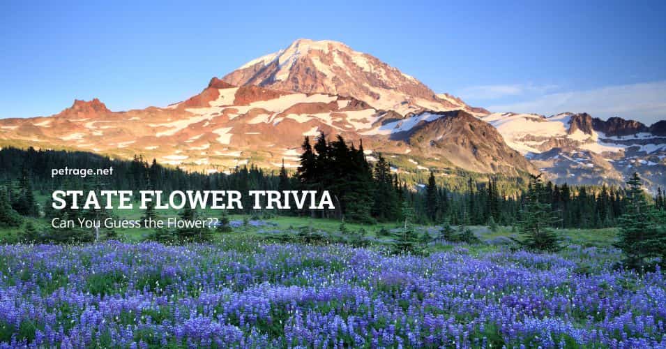 state flower trivia can you guess the flower petrage