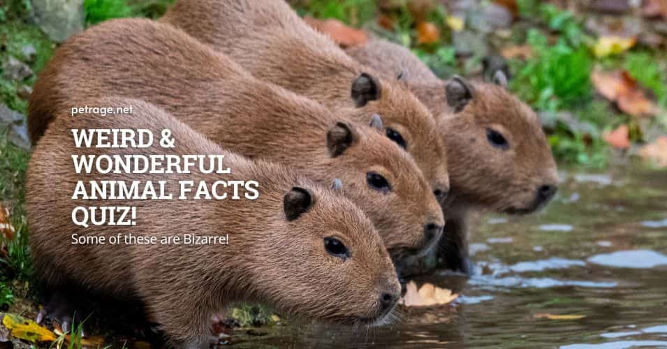 weird & wonderful animal facts quiz! petrage