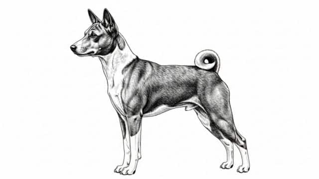 basenji drawing topper image