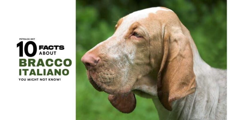 10 surprising facts about bracco italiano petrage