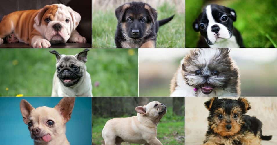 10 most stolen dogs topper large sized image