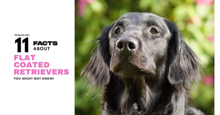 11 fantastic facts about flat coated retrievers petrage