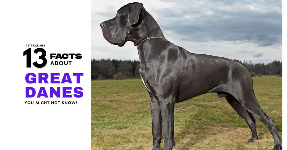 12 interesting facts about great danes petrage