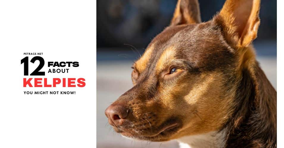 12 interesting facts about the australian kelpie dog breed petrage