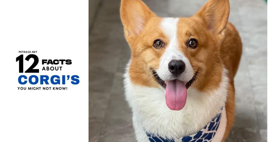 12 interesting facts about the corgi dog breed petrage