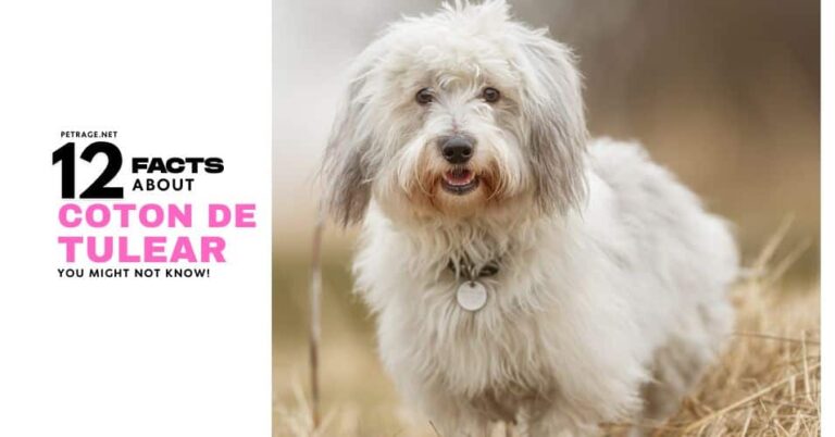 12 interesting facts about the coton de tulear dog breed petrage