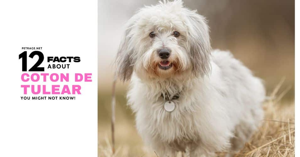 12 interesting facts about the coton de tulear dog breed petrage