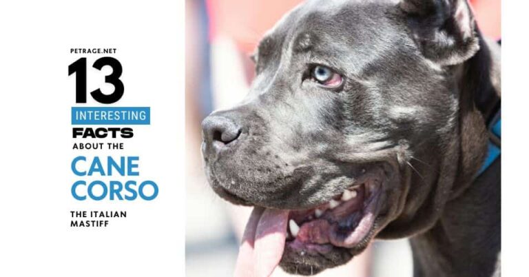 13 facts about the cane corso dog breed the italian mastiff petrage