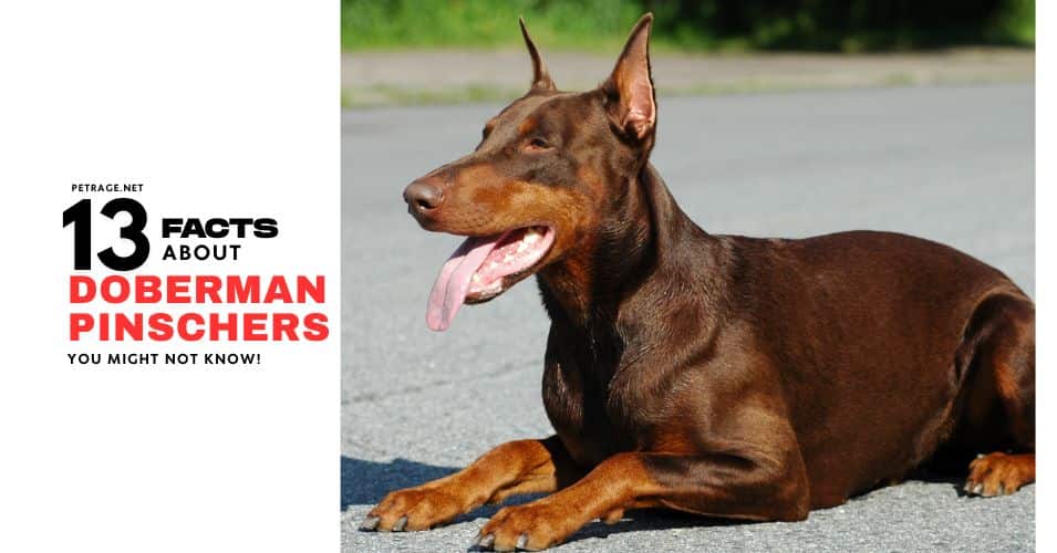 13 interesting doberman pinscher facts petrage