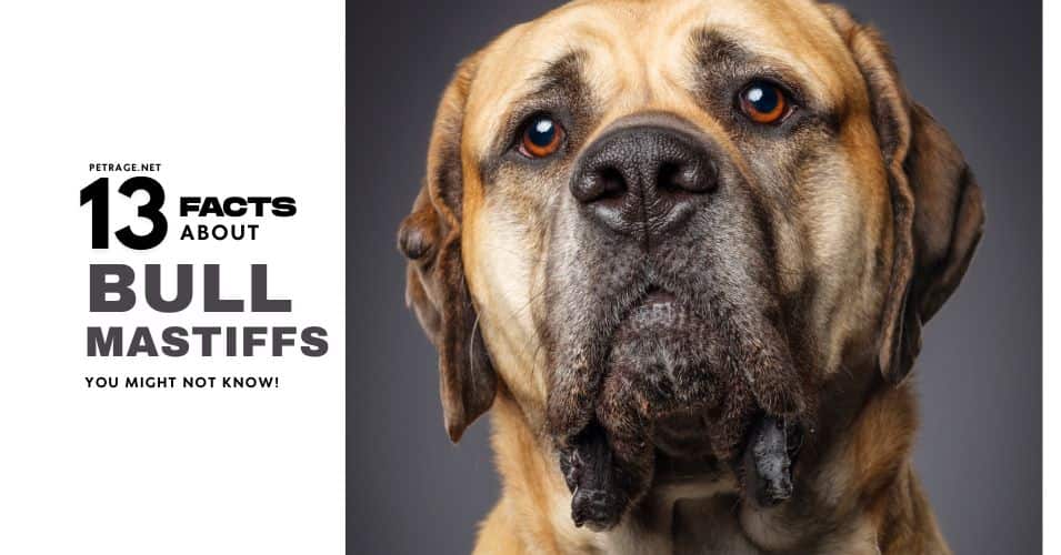 13 interesting facts about bullmastiffs petrage