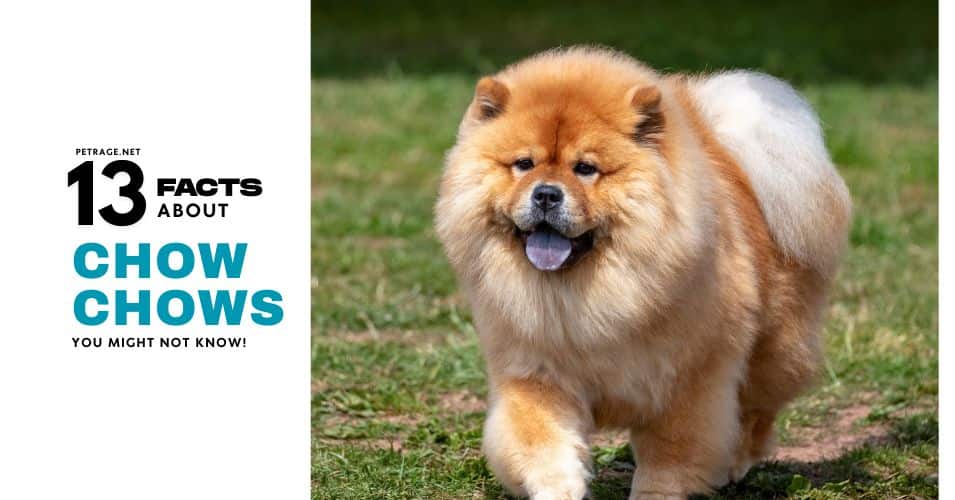 13 interesting facts about chow chows petrage