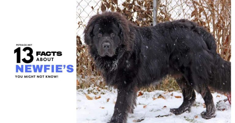 13 interesting facts about the newfoundland dog breed petrage