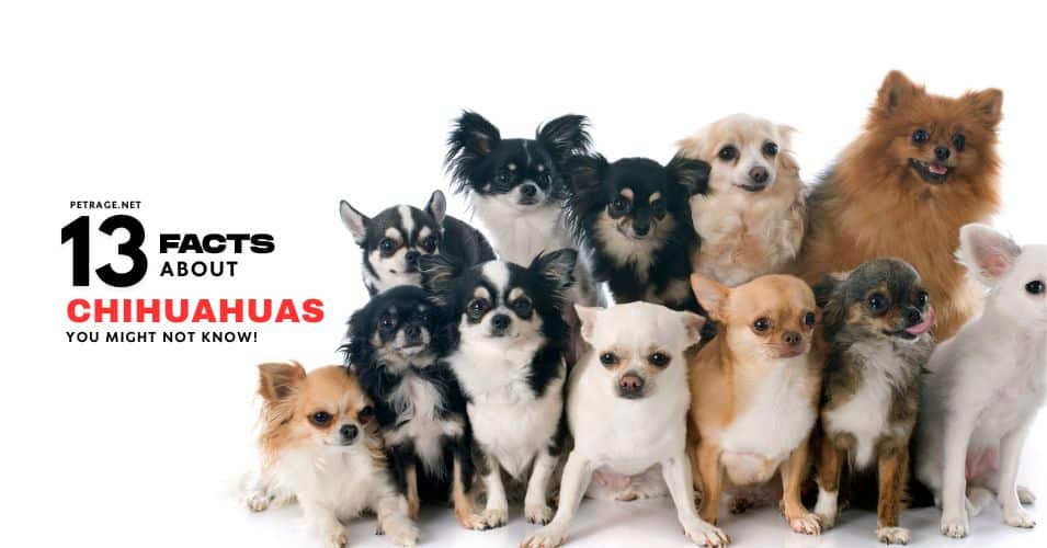 13 interesting facts about chihuahuas petrage