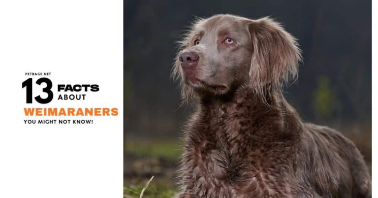 13 interesting facts about weimaraners petrage