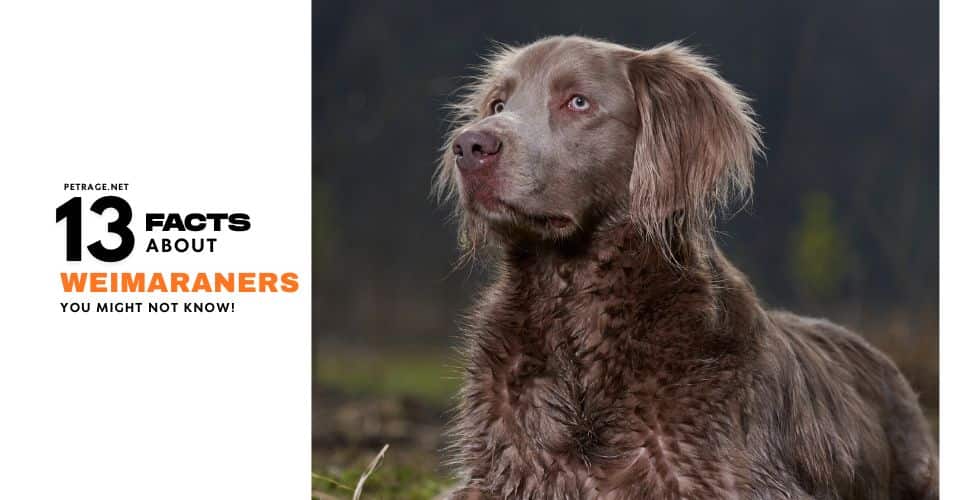 13 interesting facts about weimaraners petrage
