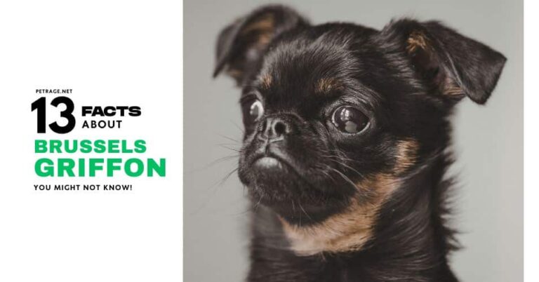 13 interesting facts about the brussels griffon petrage