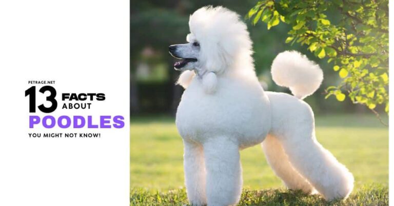 13 surprising facts about poodles petrage
