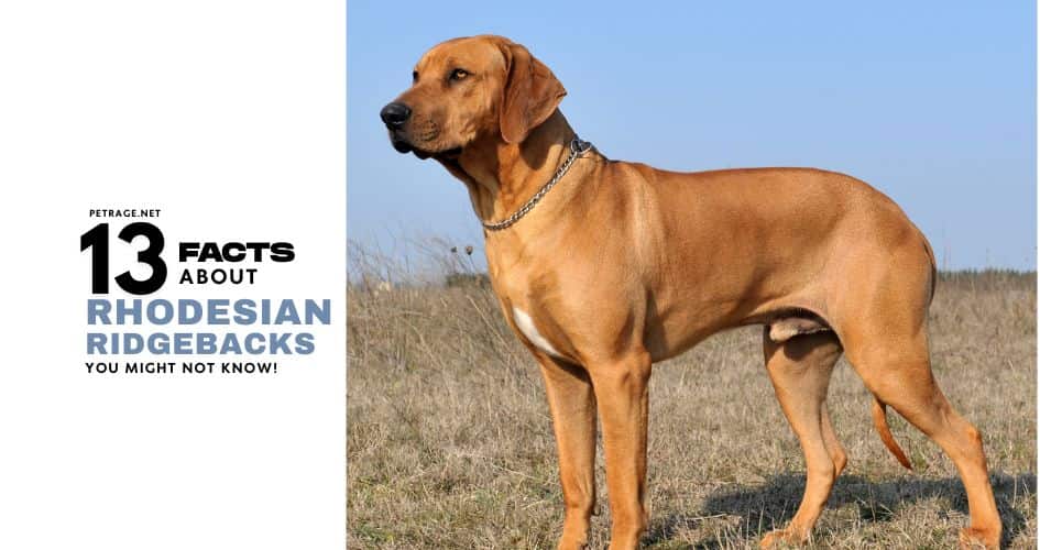 13 surprising facts about rhodesian ridgebacks petrage