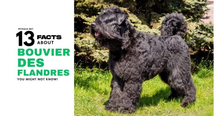 14 interesting facts about the lhasa apso dog breed petrage (1)