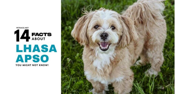 14 interesting facts about the lhasa apso dog breed petrage