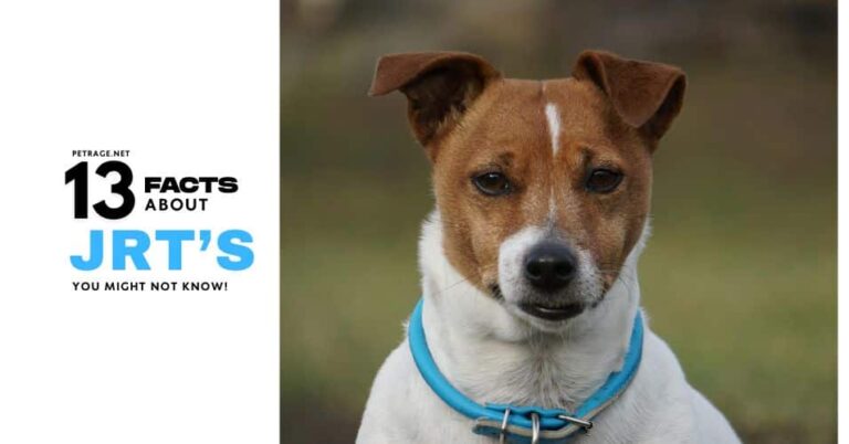 14 surprising facts about jack russell terriers petrage