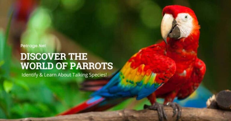discover the world of parrots identify & learn about talking species petrage