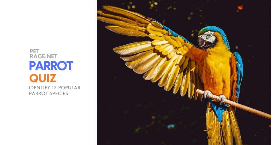 parrot quiz identify 12 popular parrot species petrage