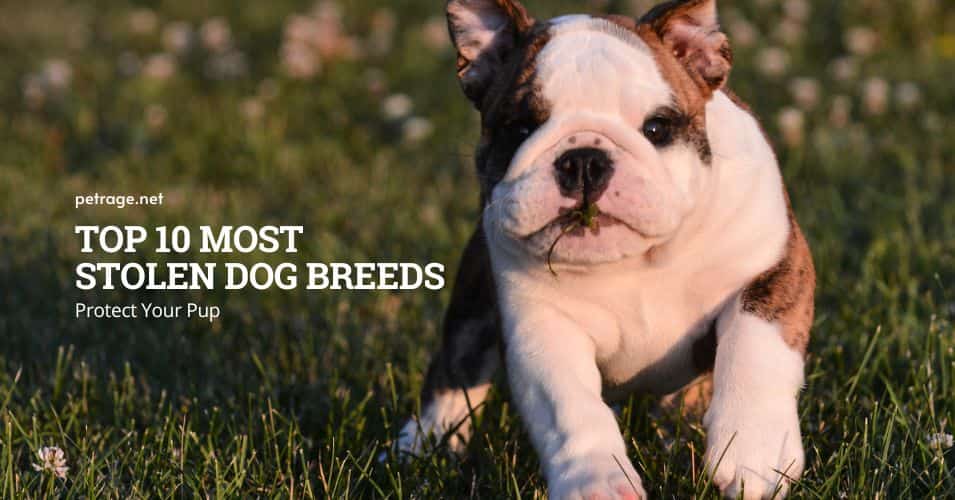 protect your pup top 10 most stolen dog breeds petrage