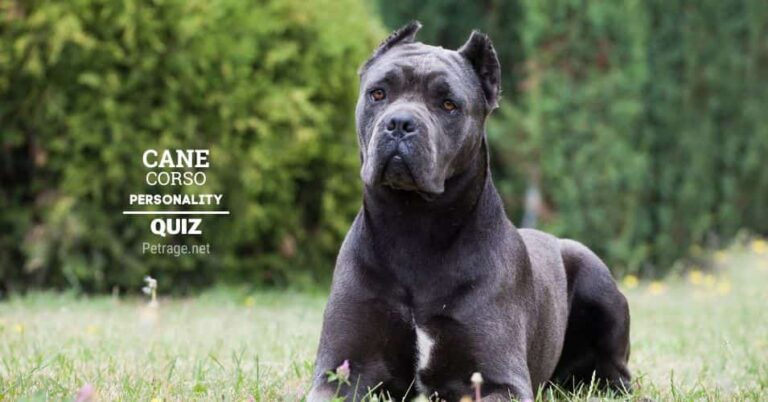 cane corso personality quiz do you have a cane corso temperament petrage