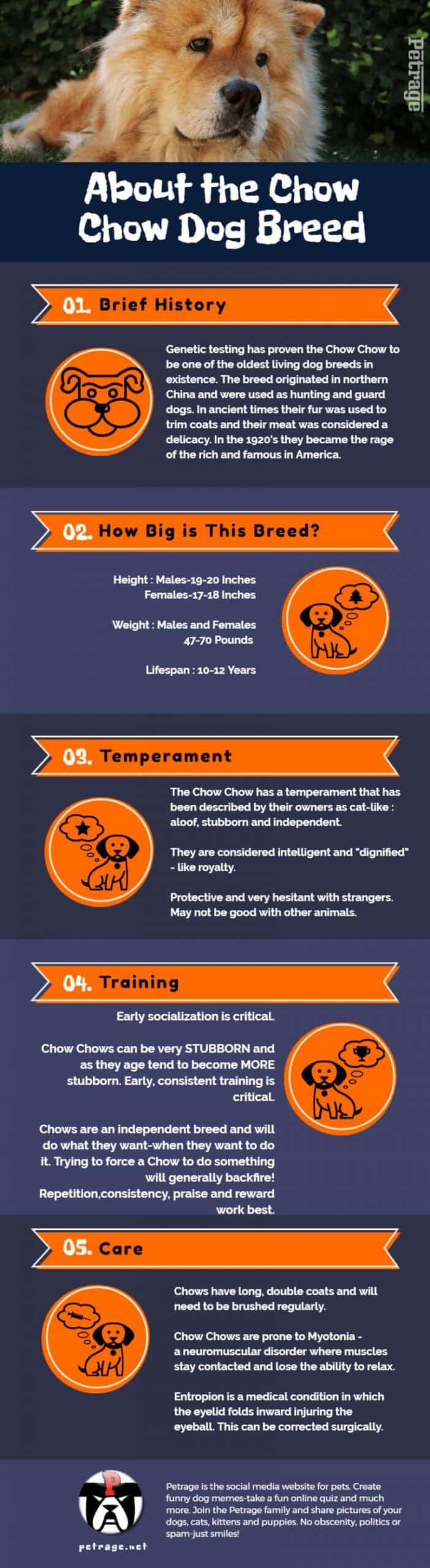 chow chow dog breed infographic media petrage