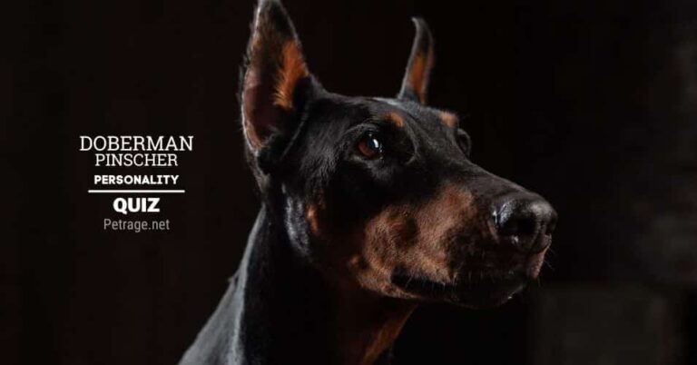 doberman pinscher personality quiz do you have a dobie temperament petrage