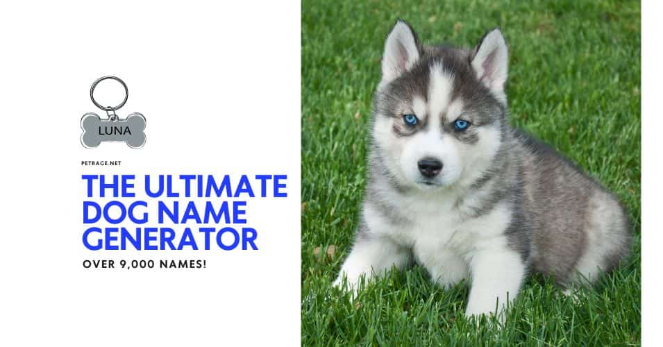 the ultimate dog name generator with over 9000 names petrage