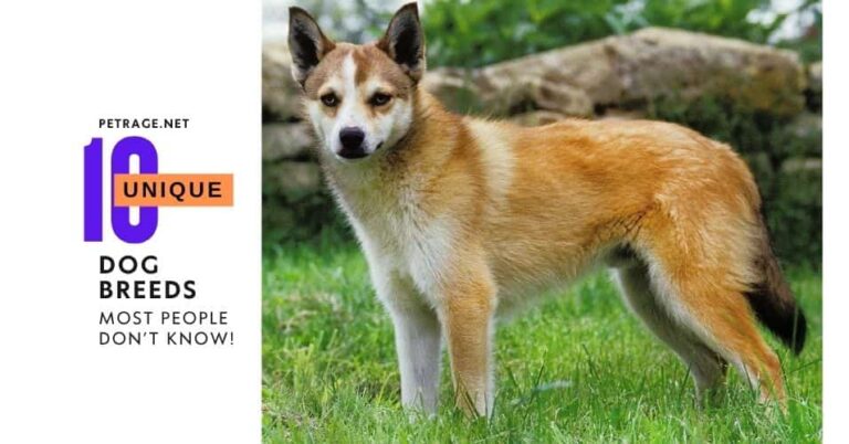 10 unique dog breeds that most people do not know do you petrage
