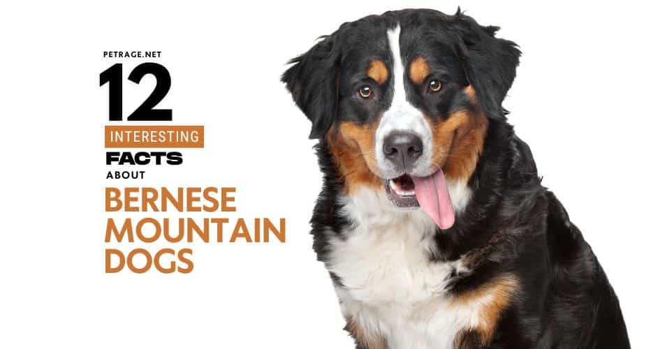 12 interesting facts about bernese mountain dogs the swiss sennenhund petrage
